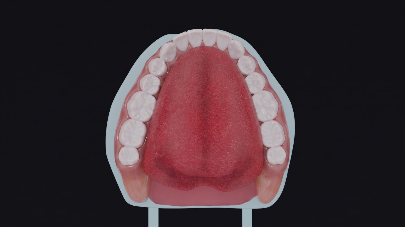 Upper arch and tongue shown together, full palate view